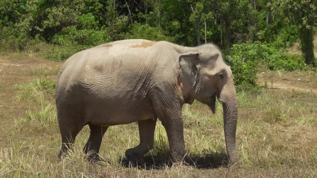 Stock Video Big Elephant Walking In A Meadow Live Wallpaper For PC