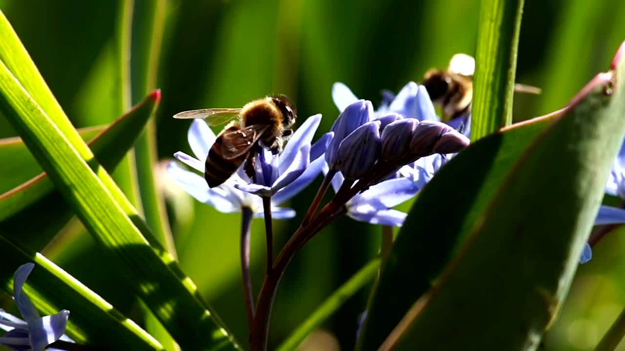 Stock Video Bees Working On Violet Flowers Live Wallpaper For PC