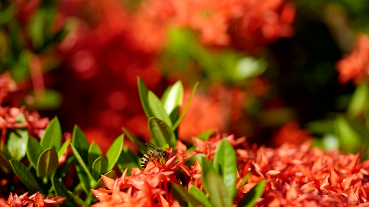 Stock Video Bees Working On A Garden Plant Live Wallpaper For PC