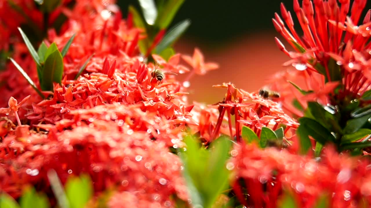 Stock Video Bees Working Across Flowers Live Wallpaper For PC