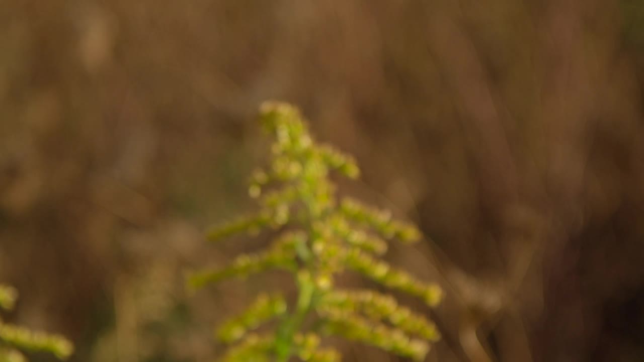 Stock Video Bees Working At Sunset Live Wallpaper For PC