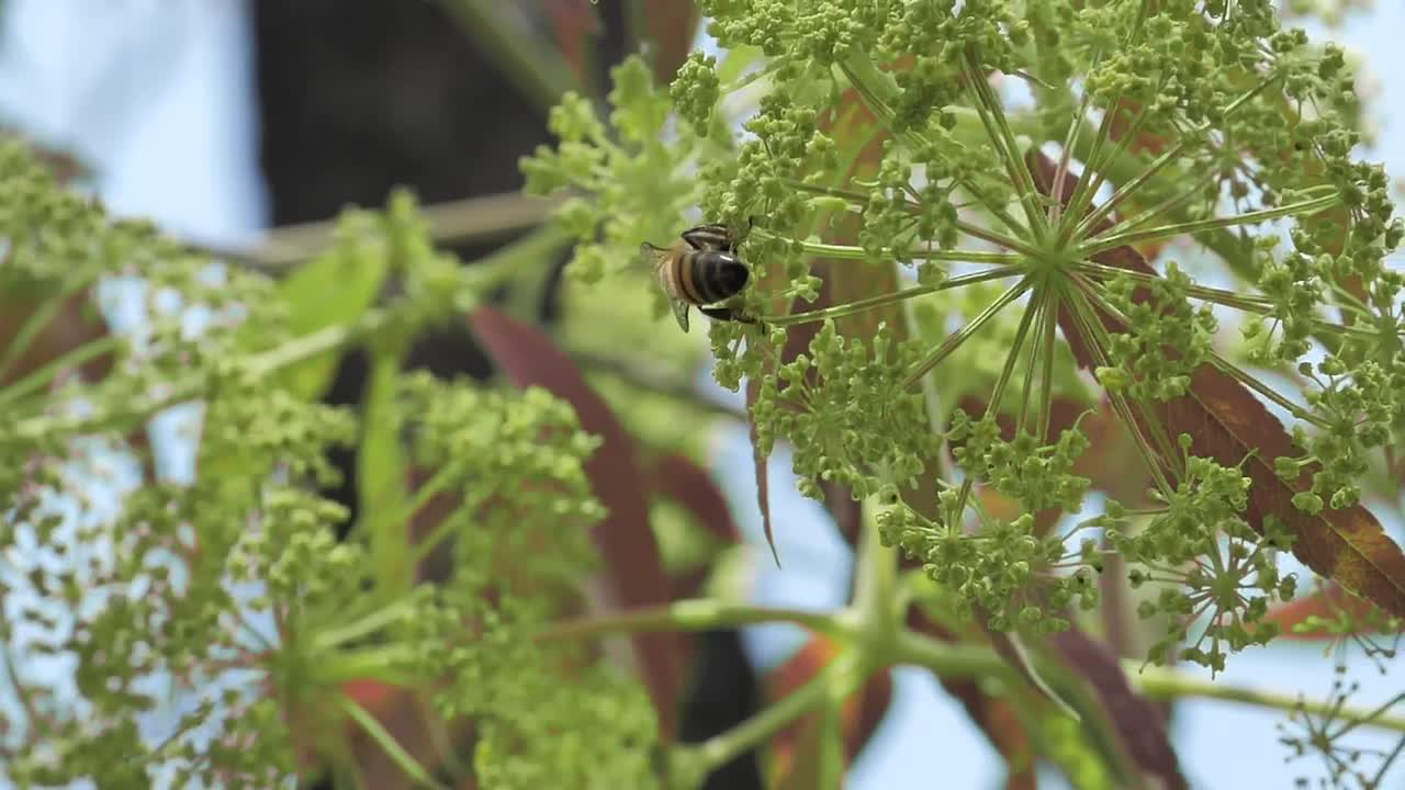 Stock Video Bees On Green And Small Flowers Live Wallpaper For PC