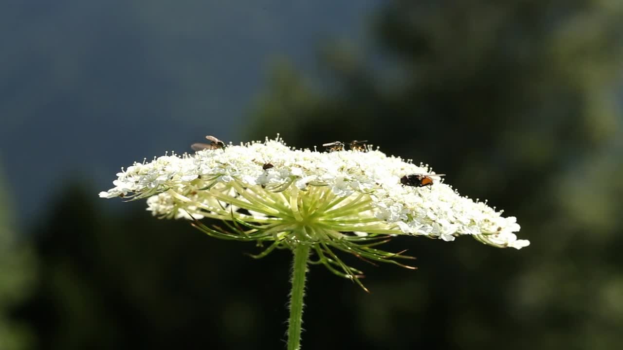 Stock Video Bees On A Large Flower Live Wallpaper For PC