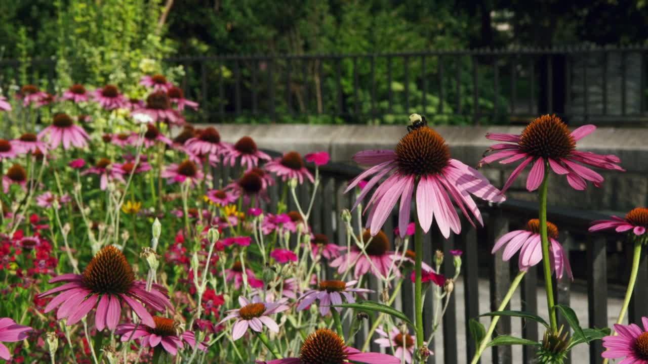 Stock Video Bees Moving Between Wild Plants Live Wallpaper For PC