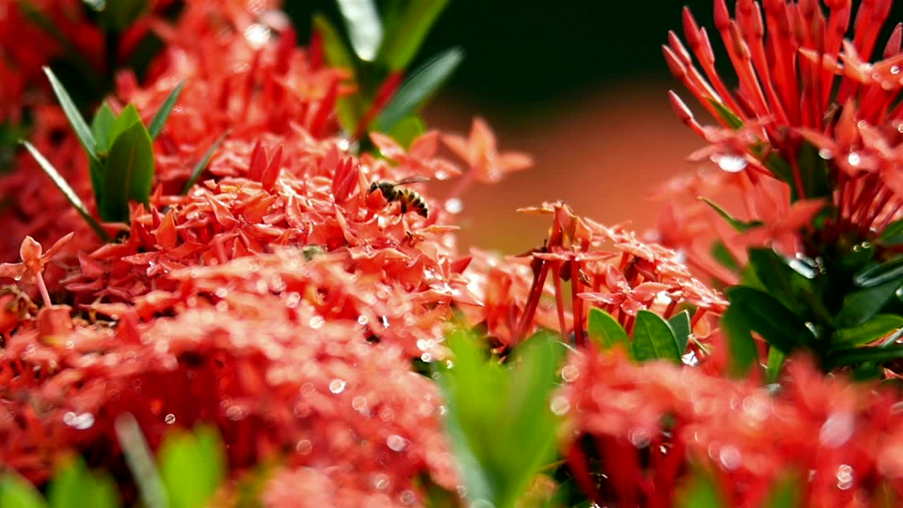 Stock Video Bees Landing On The Same Flower Live Wallpaper For PC