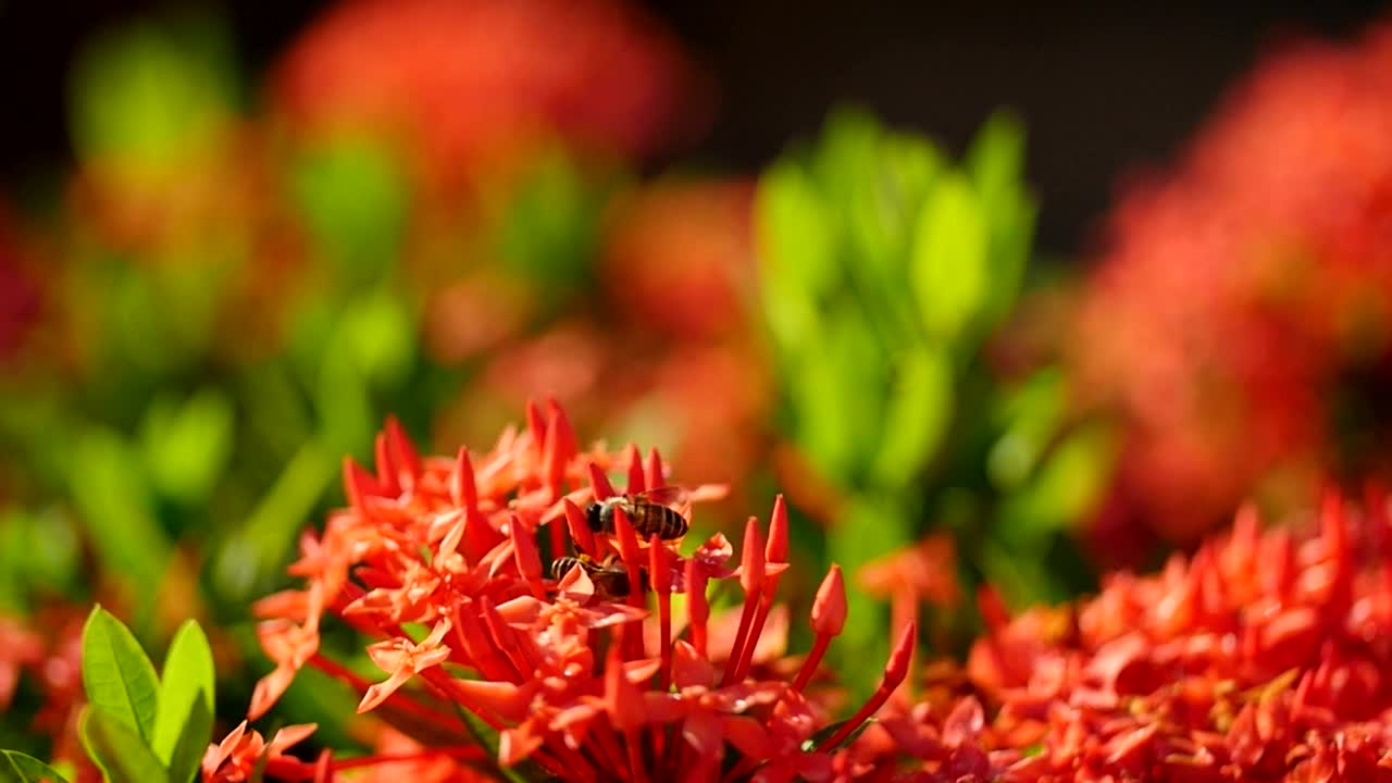 Stock Video Bees Landing On Brightly Colored Plants Live Wallpaper For PC