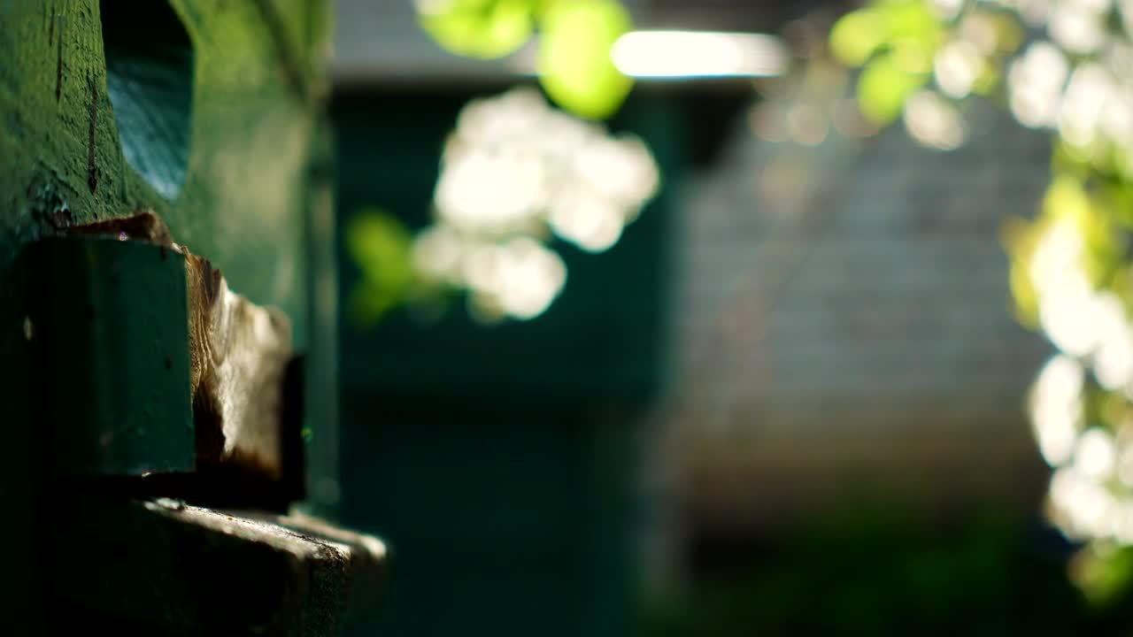 Stock Video Bees Flying In And Out Of The Beehive Live Wallpaper For PC
