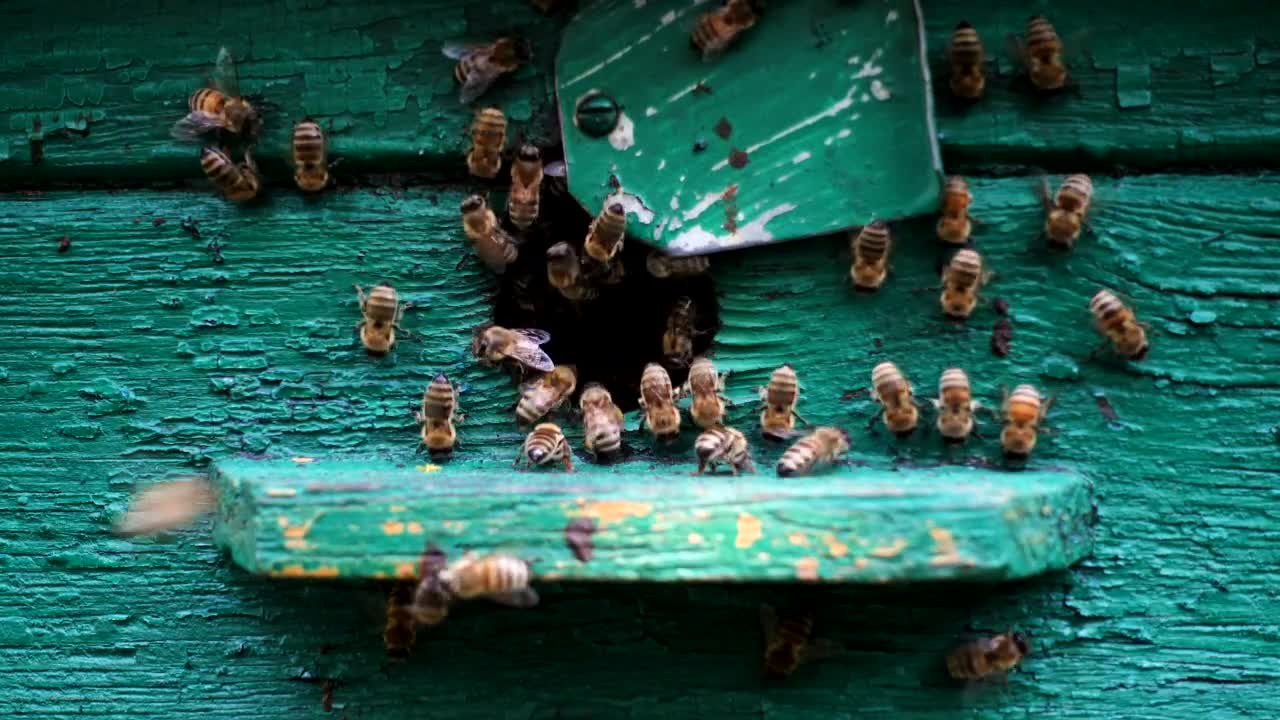 Stock Video Bees At The Entrance Of The Beehive Live Wallpaper For PC