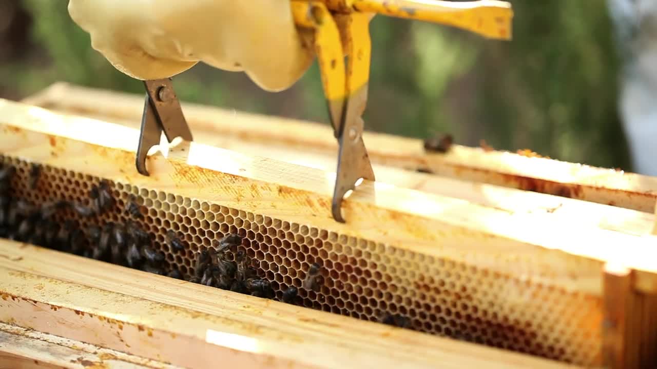 Stock Video Beekeeper Removing A Board With A Honeycomb Full Of Bees Live Wallpaper For PC