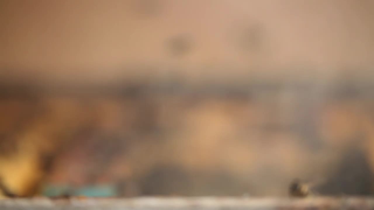 Stock Video Beekeeper Removing A Honeycomb Full Of Bees Live Wallpaper For PC