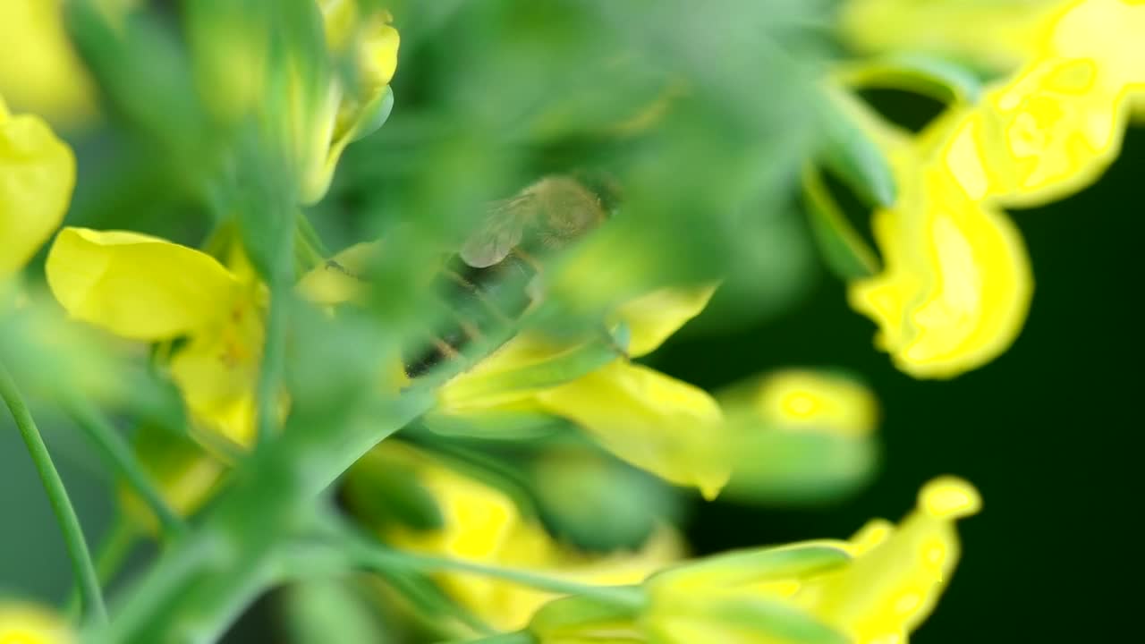 Stock Video Bee Working On Yellow Flowers Live Wallpaper For PC