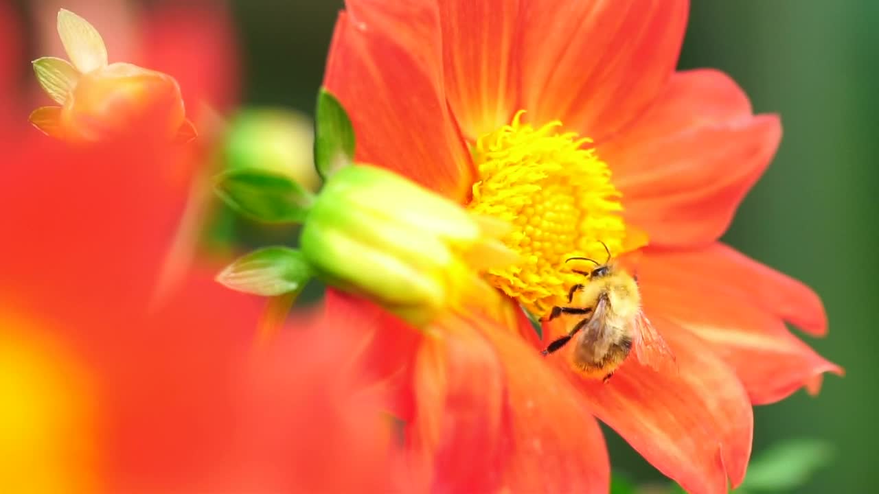 Stock Video Bee Working On An Orange Flower Live Wallpaper For PC