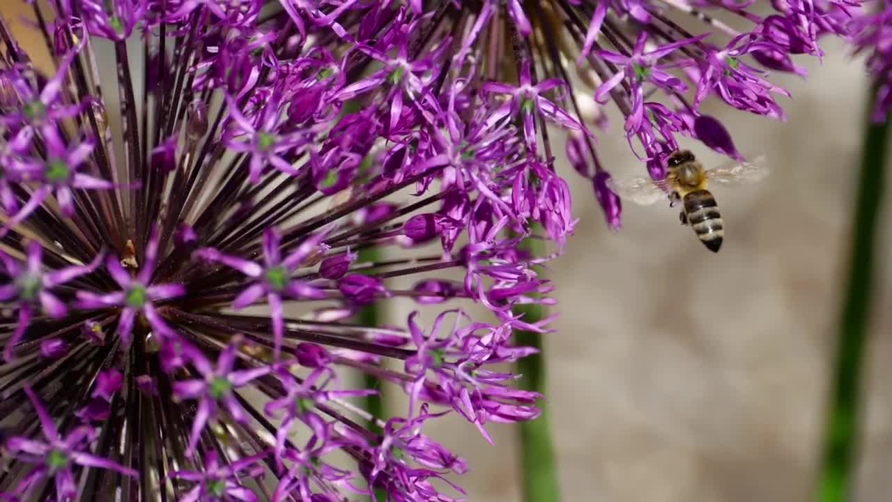 Stock Video Bee Working On A Purple Flower Live Wallpaper For PC