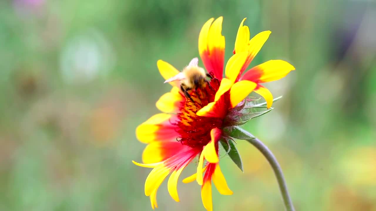 Stock Video Bee Walking On A Flower Live Wallpaper For PC