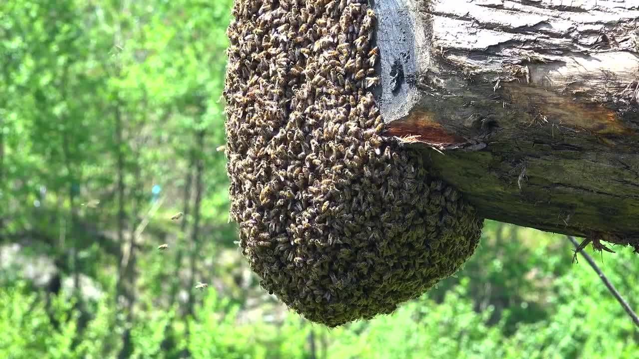 Stock Video Bee Swarm On A Trunk Live Wallpaper For PC