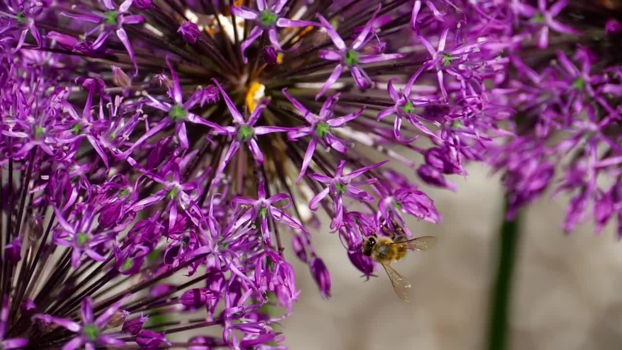 Stock Video Bee Standing On A Purple Flower Live Wallpaper For PC