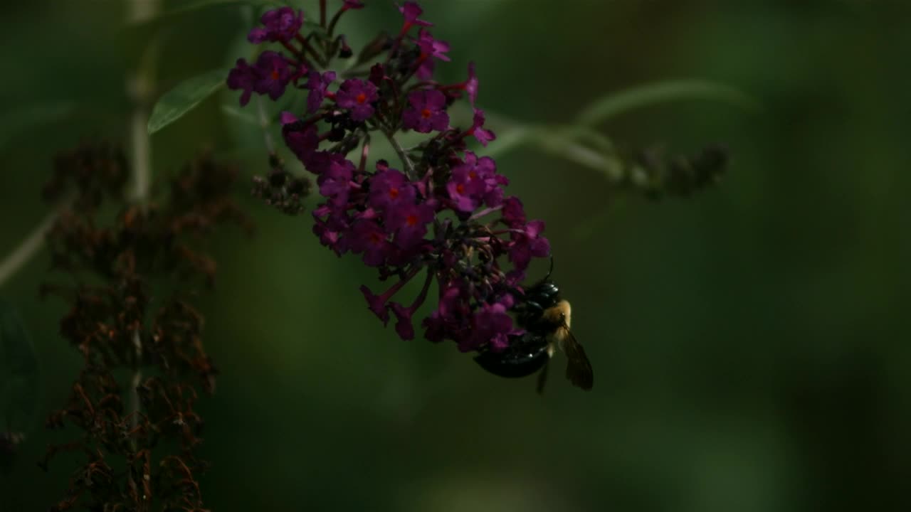 Stock Video Bee Pollinating The Flowers In Slow Motion Live Wallpaper For PC