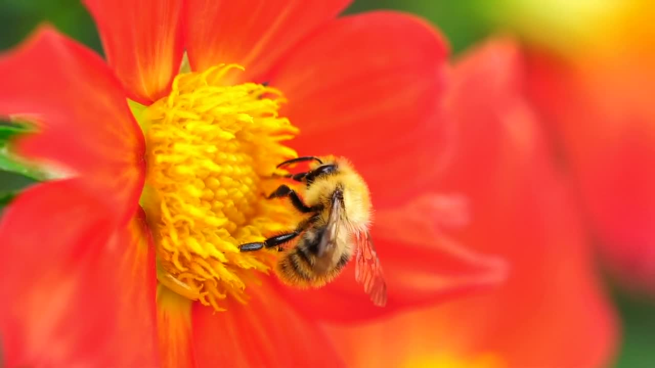 Stock Video Bee Pollinating An Orange Flower Live Wallpaper For PC
