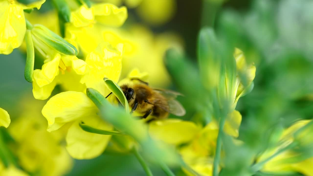 Stock Video Bee Pollinating A Yellow Flower Live Wallpaper For PC