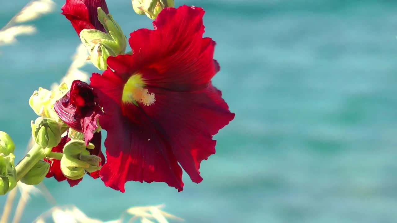 Stock Video Bee Pollinating A Red Flower Live Wallpaper For PC