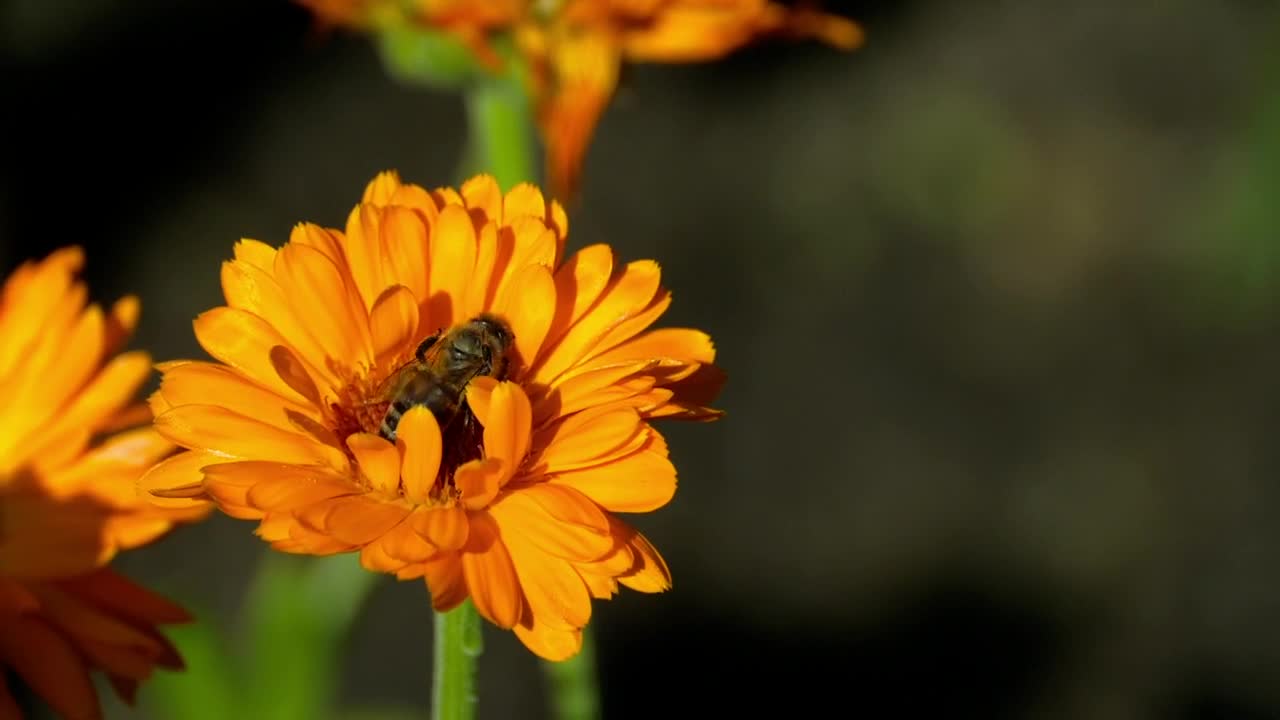 Stock Video Bee Pollinating A Flower Live Wallpaper For PC