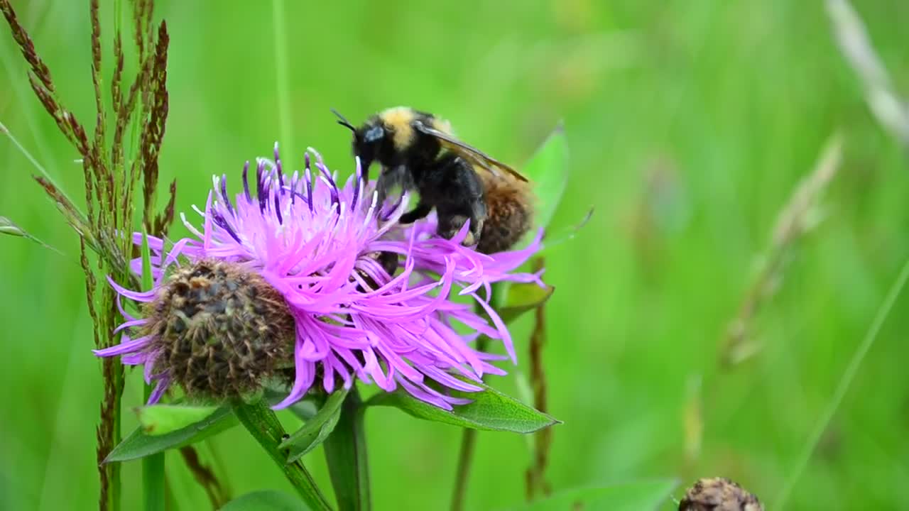 Stock Video Bee Perched On A Purple Flower In Nature Live Wallpaper For PC