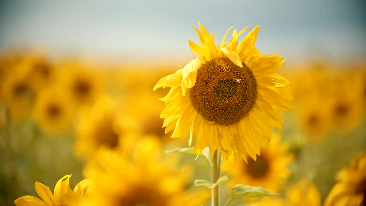 Stock Video Bee On A Sunflower On A Sunny Day Live Wallpaper For PC