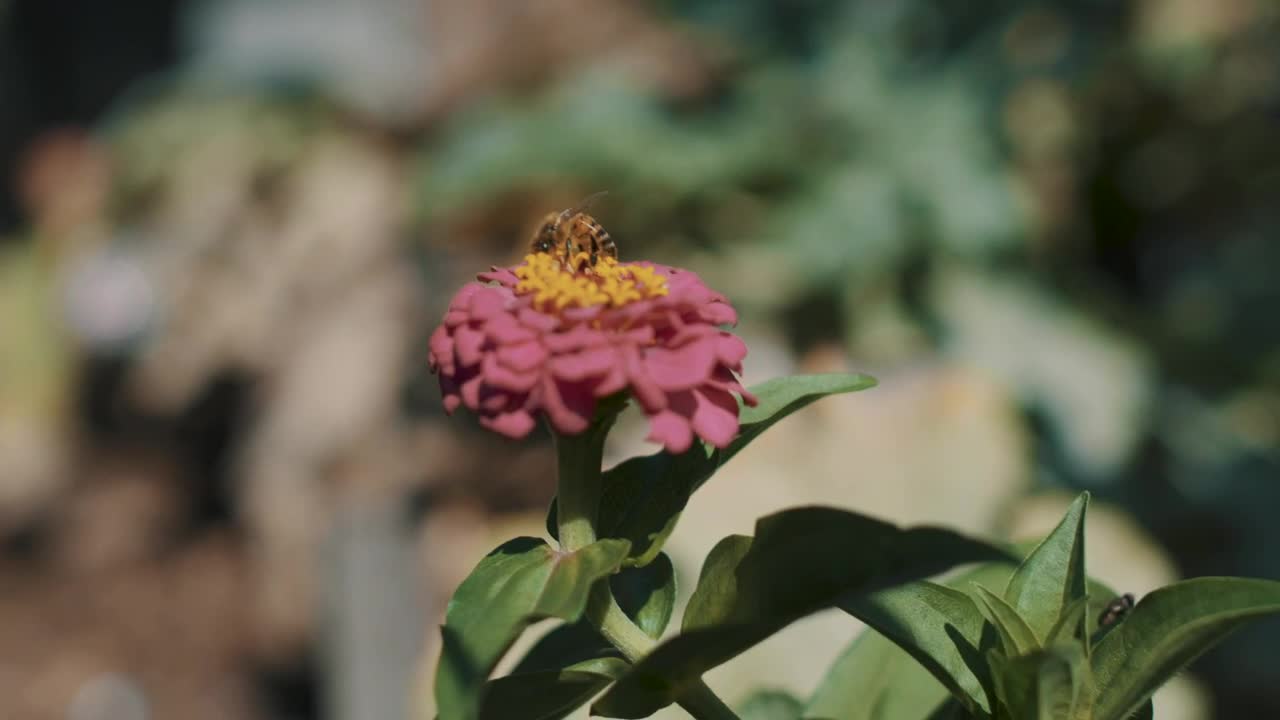 Stock Video Bee On A Flower Live Wallpaper For PC