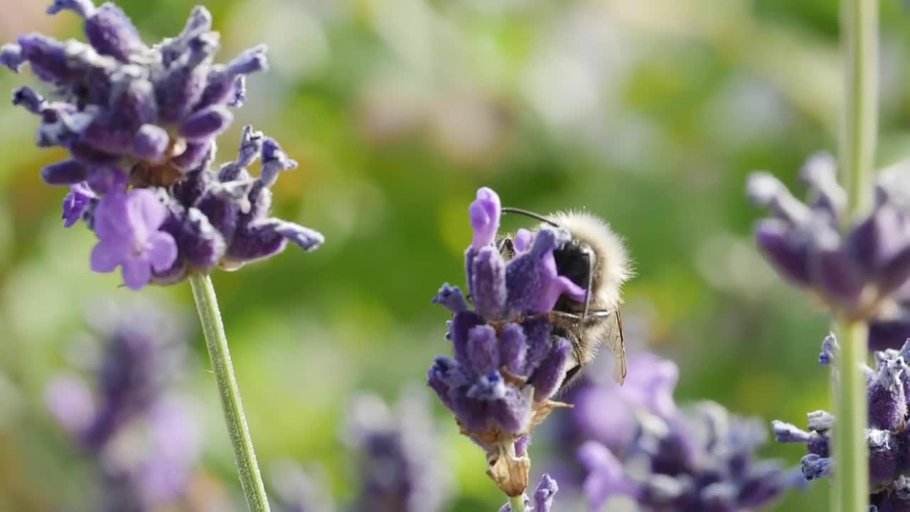 Stock Video Bee Moving Between Flowers Live Wallpaper For PC