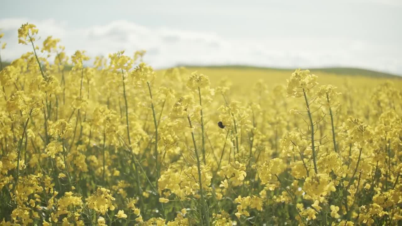 Stock Video Bee Moving Between Crops Live Wallpaper For PC