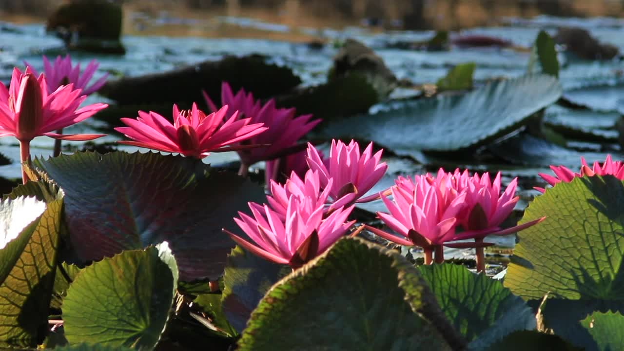 Stock Video Bee Landing On Water Plants Live Wallpaper For PC