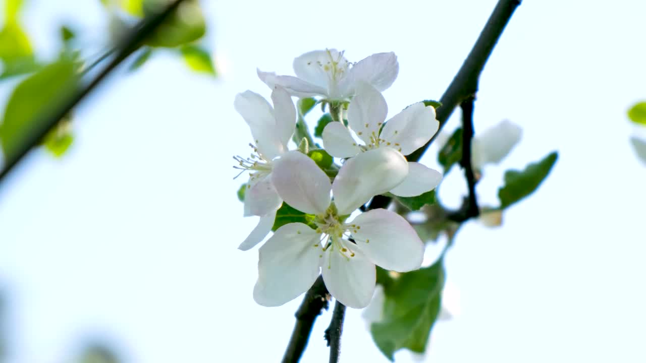 Stock Video Bee Landing On A White Flower Live Wallpaper For PC