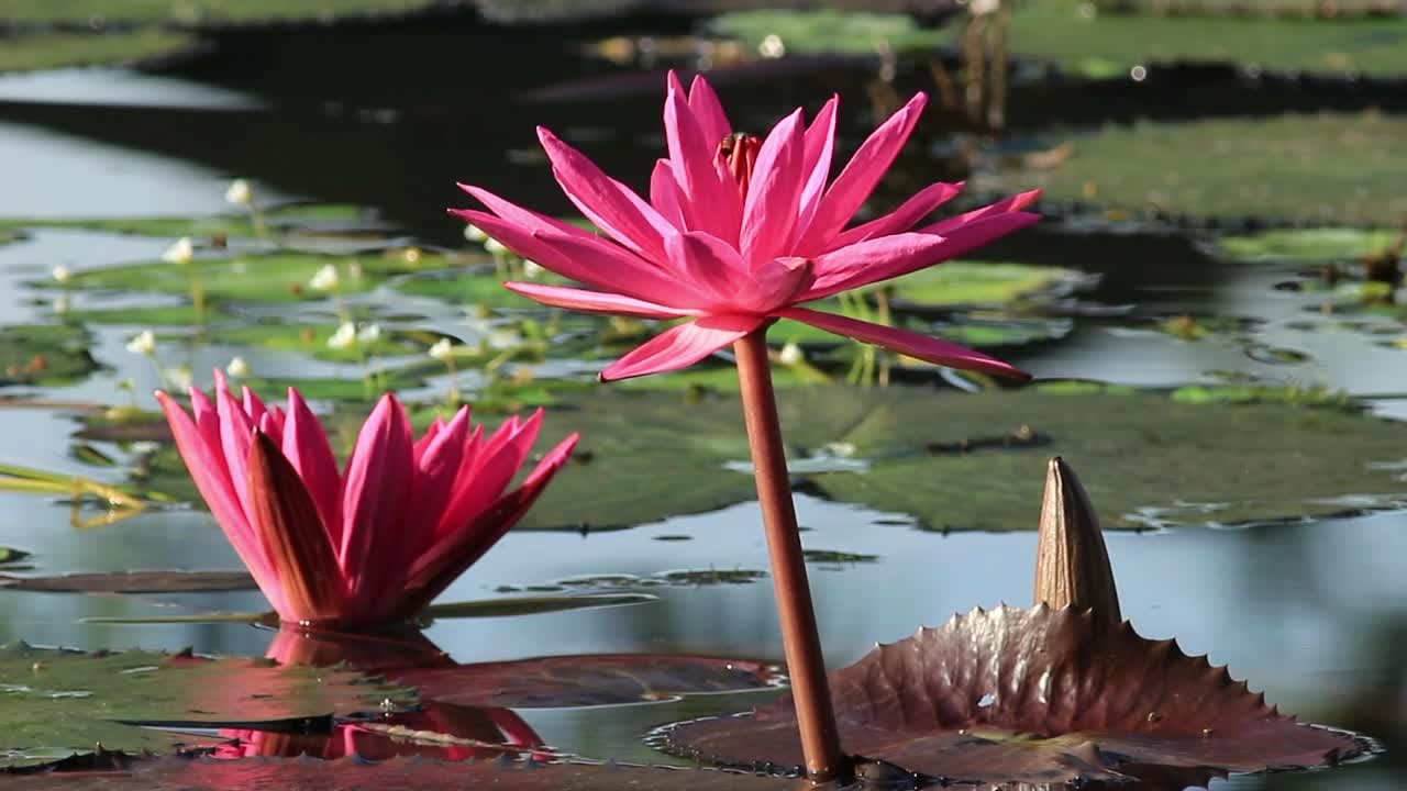 Stock Video Bee Landing On A Pond Flower Live Wallpaper For PC