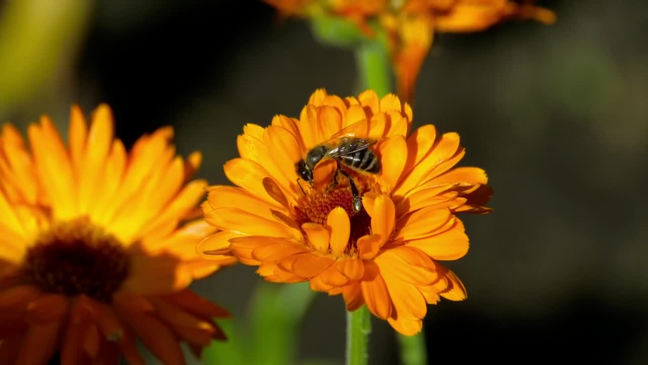 Stock Video Bee Is Pollinating An Orange Flower Live Wallpaper For PC