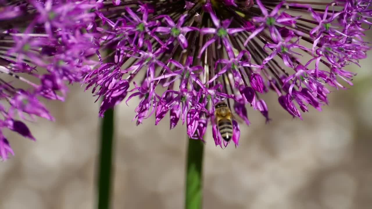 Stock Video Bee Flying With Flowers Live Wallpaper For PC