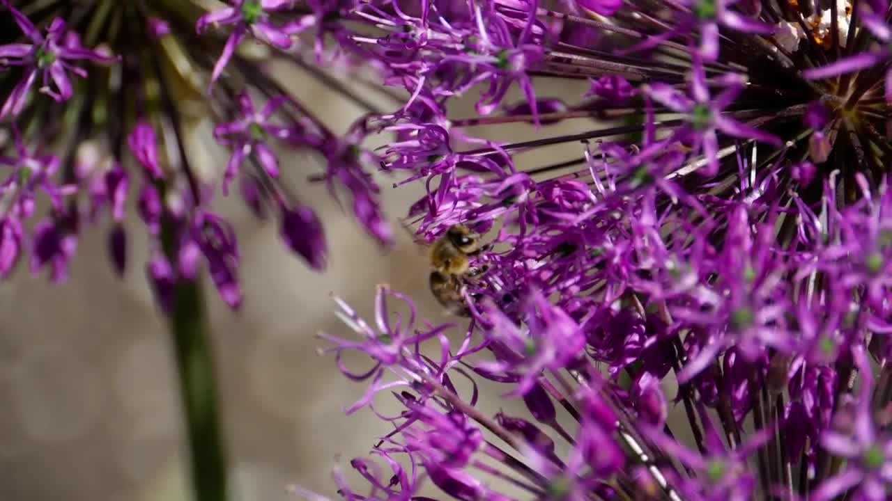 Stock Video Bee Flying In The Flowers Live Wallpaper For PC