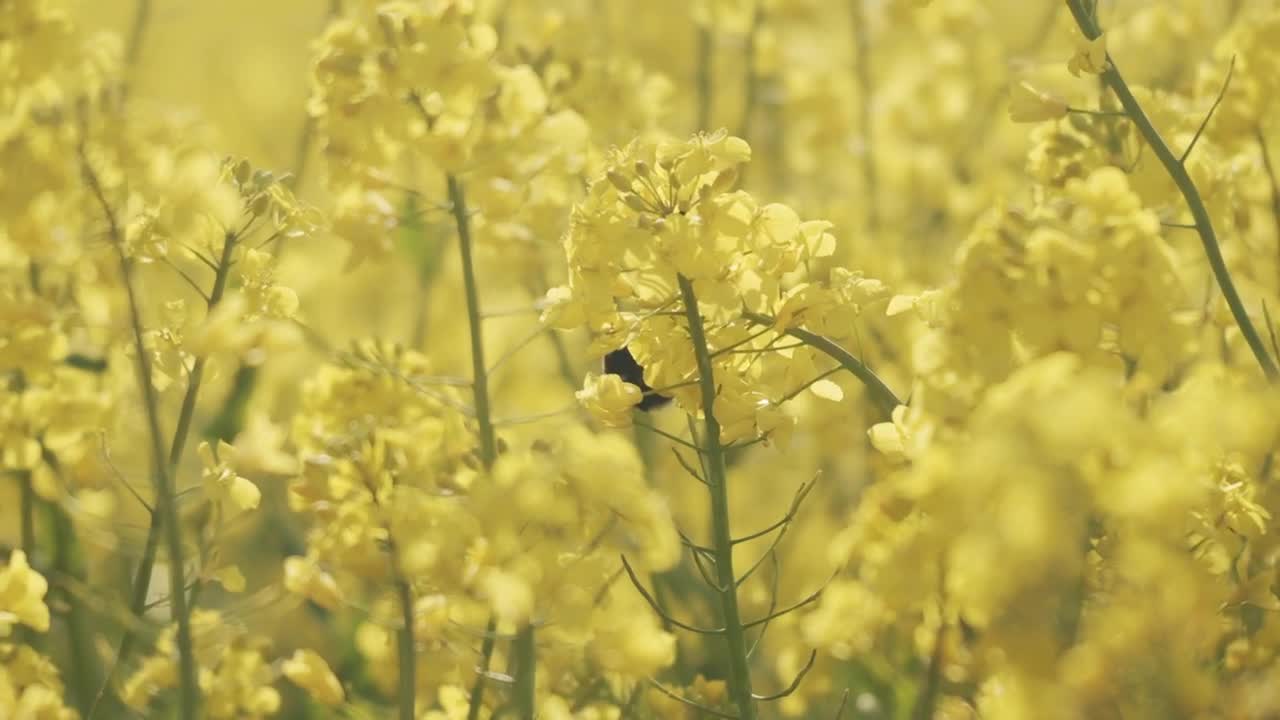 Stock Video Bee Flying From Flower To Flower Live Wallpaper For PC