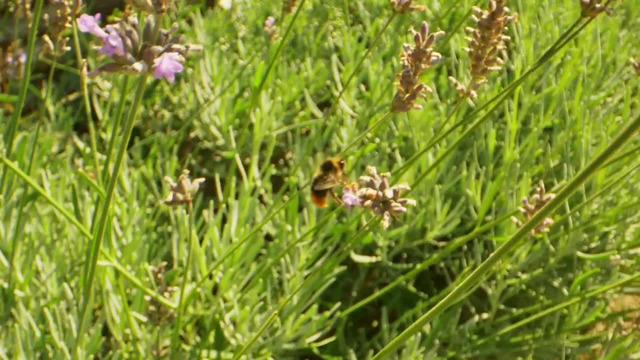 Stock Video Bee Flying Around Flowers Live Wallpaper For PC