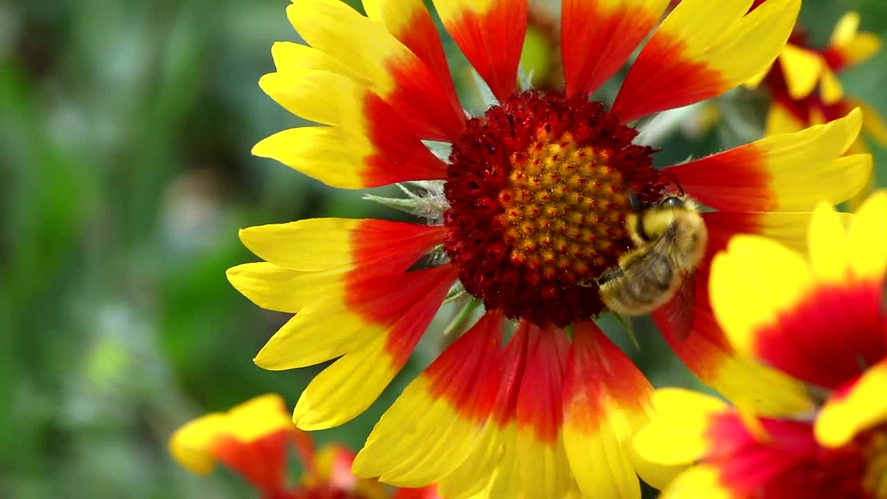 Stock Video Bee At Work On A Red And Yellow Flower Live Wallpaper For PC