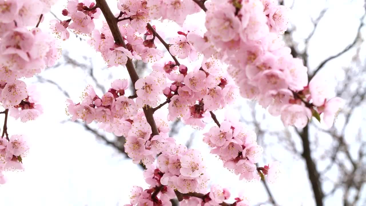 Stock Video Beautiful Winter Pink Flowers Live Wallpaper For PC