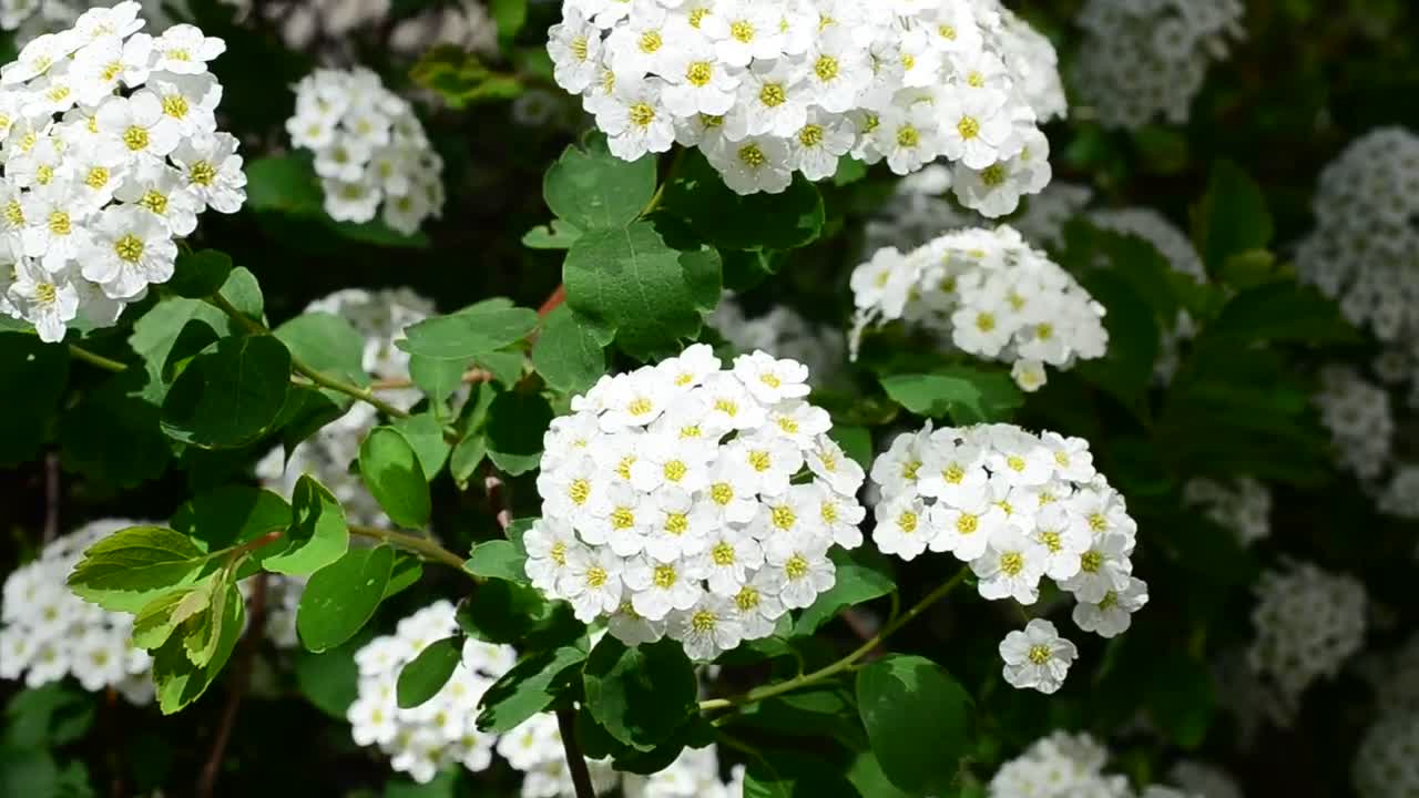 Stock Video Beautiful White Plants Growing In The Sun Live Wallpaper For PC