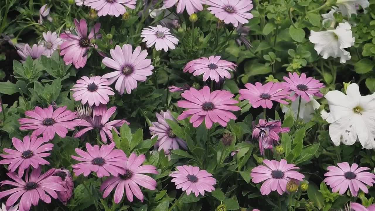 Stock Video Beautiful White And Purple Flowers Live Wallpaper For PC