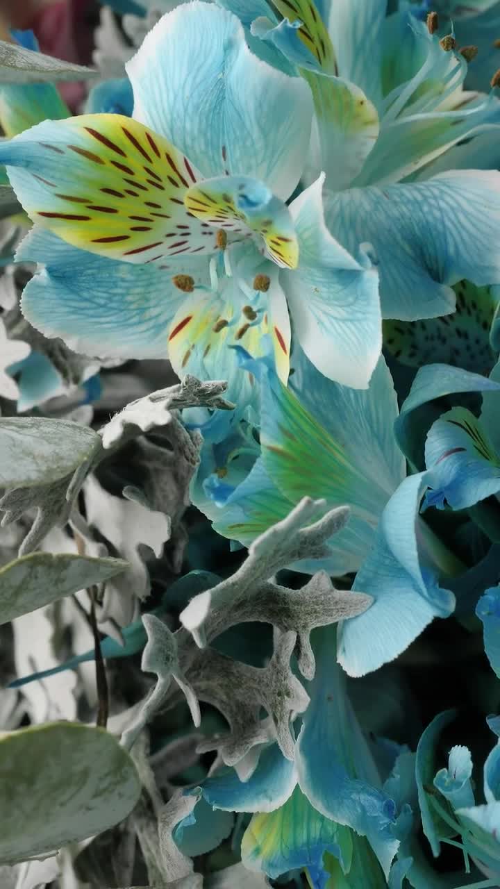 Stock Video Beautiful Texture Of Blue Flowers Live Wallpaper For PC