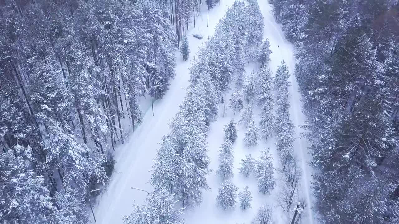 Stock Video Beautiful Snow Covered Forest Tracks Live Wallpaper For PC