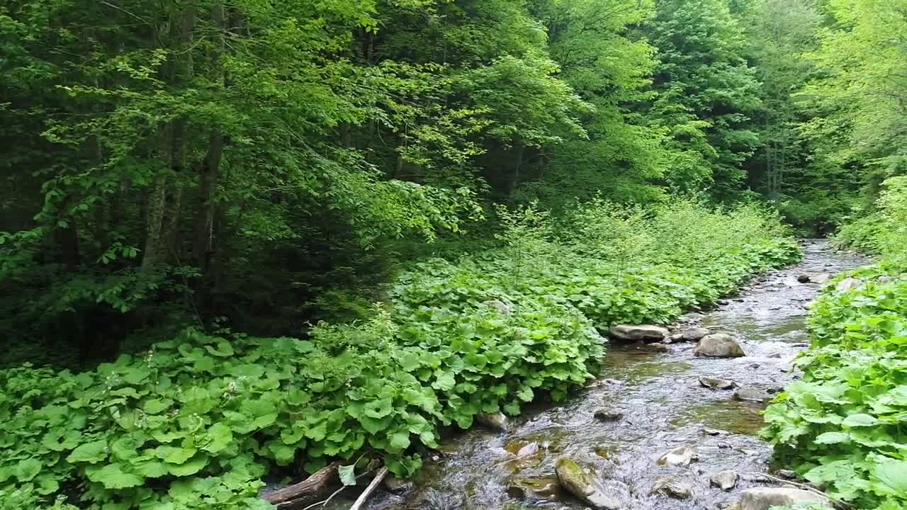 Stock Video Beautiful River In A Green Forest Slow Motion Live Wallpaper For PC