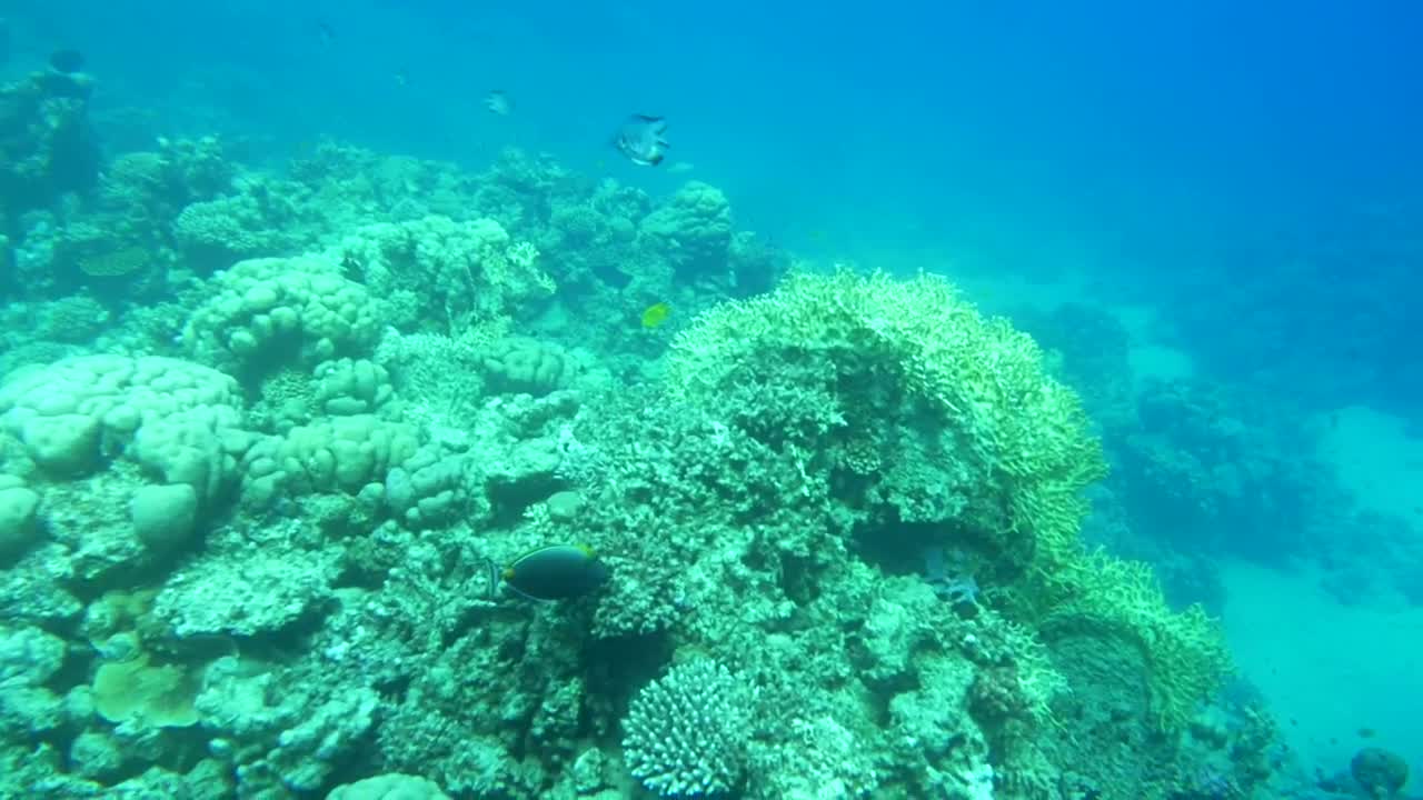 Stock Video Beautiful Reef Full Of Life Live Wallpaper For PC
