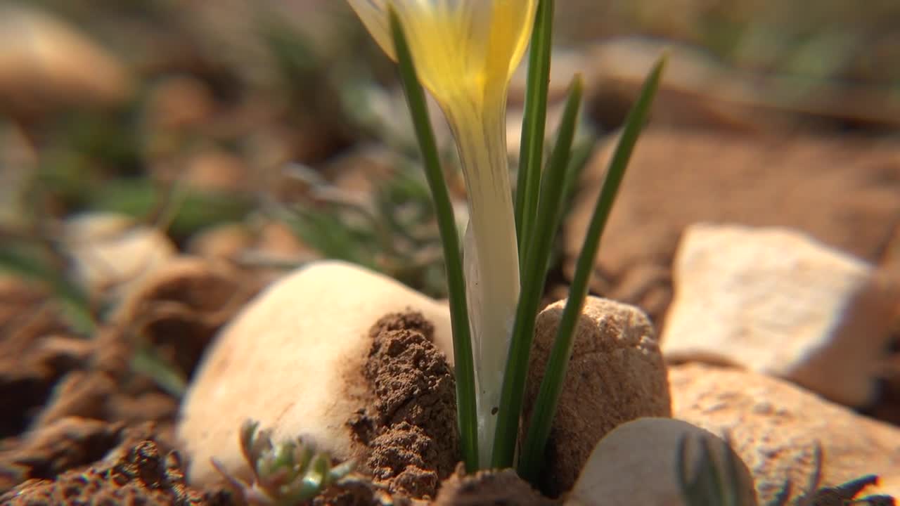 Stock Video Beautiful Purple Flower Close Up Live Wallpaper For PC