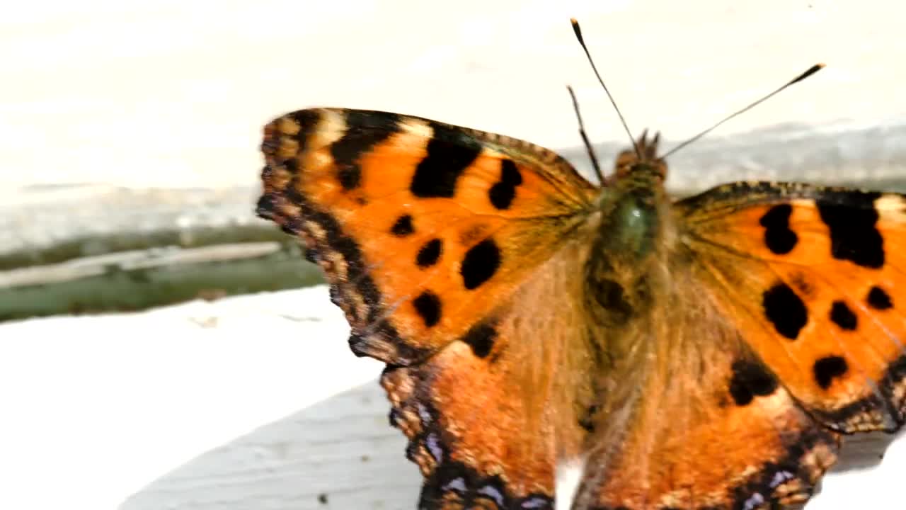 Stock Video Beautiful Orange Butterfly By A Window Live Wallpaper For PC