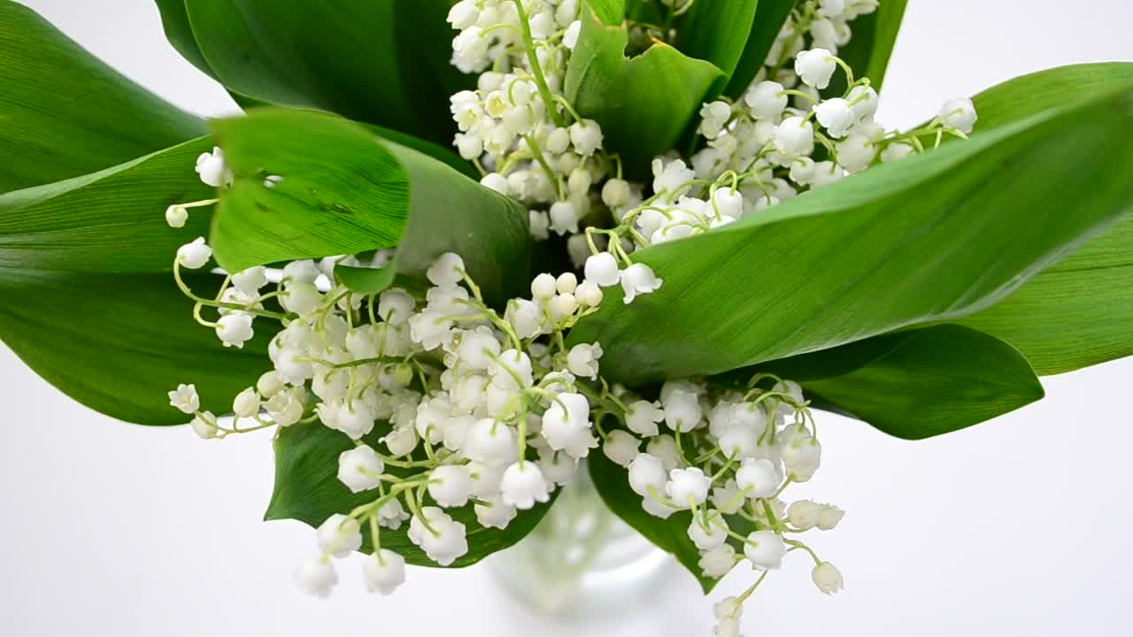 Stock Video Beautiful Lilies In A Glass Vase Live Wallpaper For PC