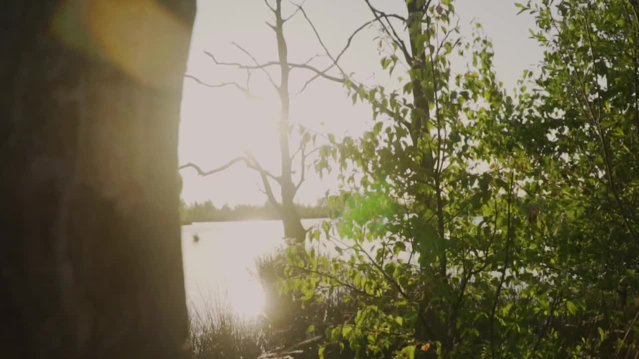 Stock Video Beautiful Lake In A Quiet Forest Live Wallpaper For PC